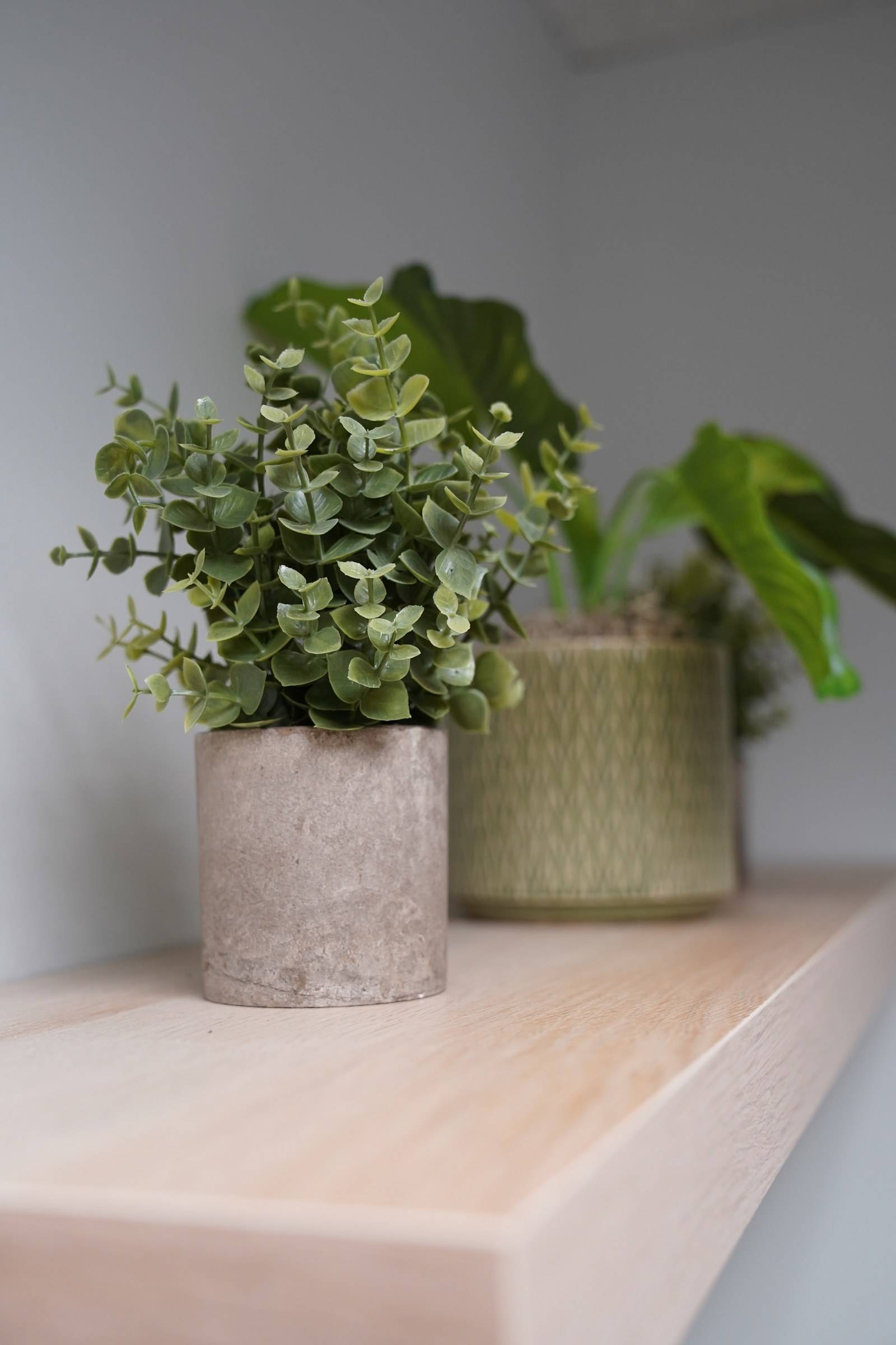 Plants on a shelf in the studio